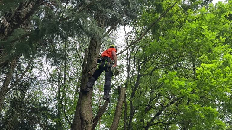 Best Palm Tree Trimming  in Commerce, CA